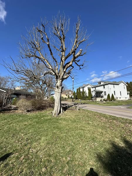 Tree before removal